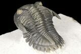 Detailed Hollardops Trilobite - Cobra Pose #125225-1